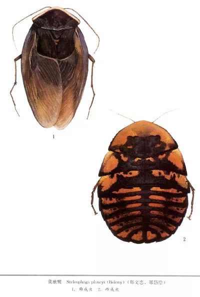 小强真的强吗,小强是真的打不死吗