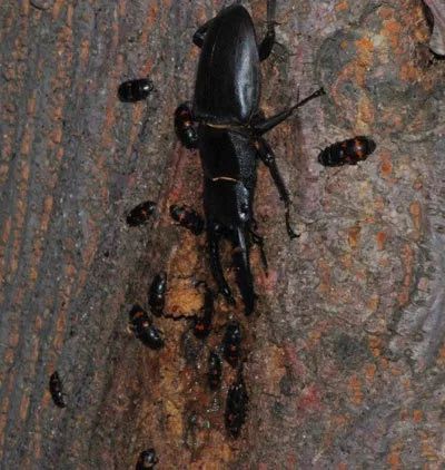 小强真的强吗,小强是真的打不死吗