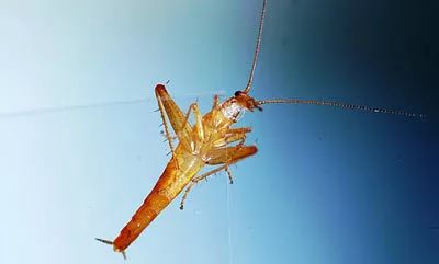 小强真的强吗,小强是真的打不死吗