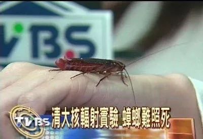 小强真的强吗,小强是真的打不死吗