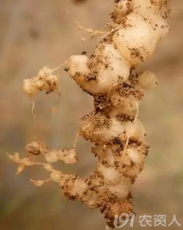 鸡粪为什么不建议使用,鸡粪为什么不能直接使用