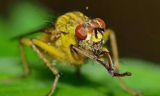 苍蝇对地球的影响,苍蝇对地球有什么帮助