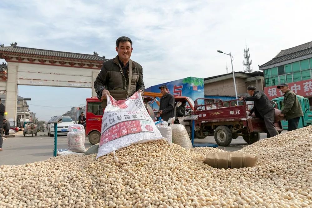 银杏丰收，邳州这个批发市场里忙得不亦乐乎