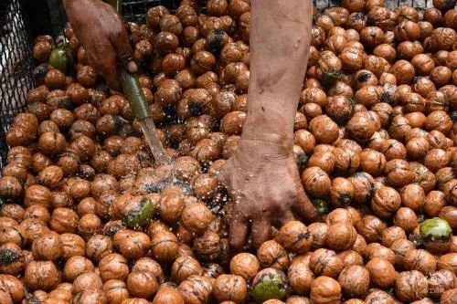 卖的薄皮核桃可以吃吗,青皮核桃有氯的味道还能吃吗