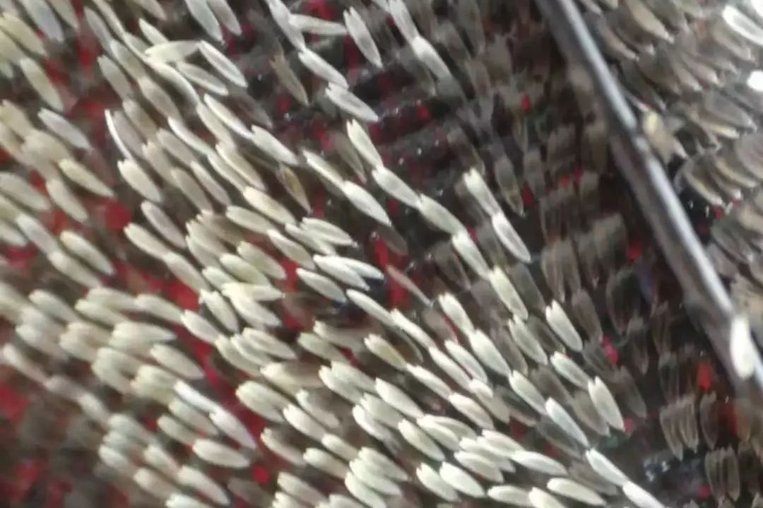 双11到底有什么优惠,双11到底哪些优惠