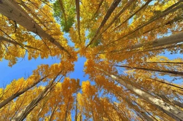 精心整理的成都超全旅游攻略,成都旅游攻略必看30条