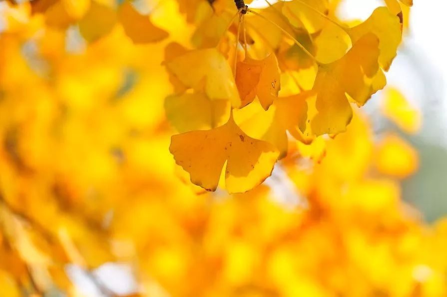 精心整理的成都超全旅游攻略,成都旅游攻略必看30条