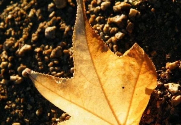 精心整理的成都超全旅游攻略,成都旅游攻略必看30条