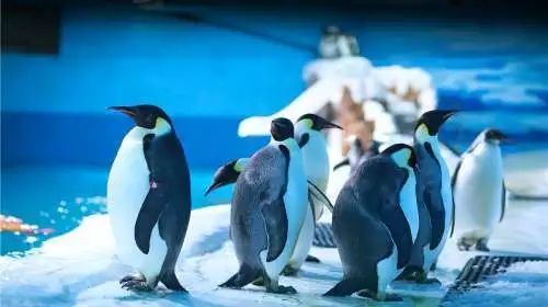 青岛海底世界抢免费门票攻略,如何购买免费青岛海底世界门票