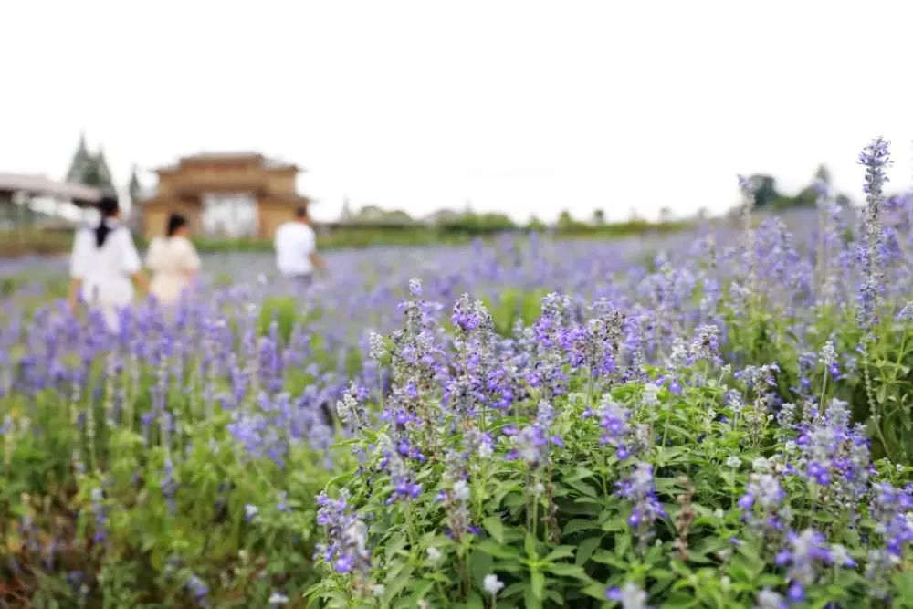 长沙河西农家乐和休闲农庄,长沙最佳生态农庄