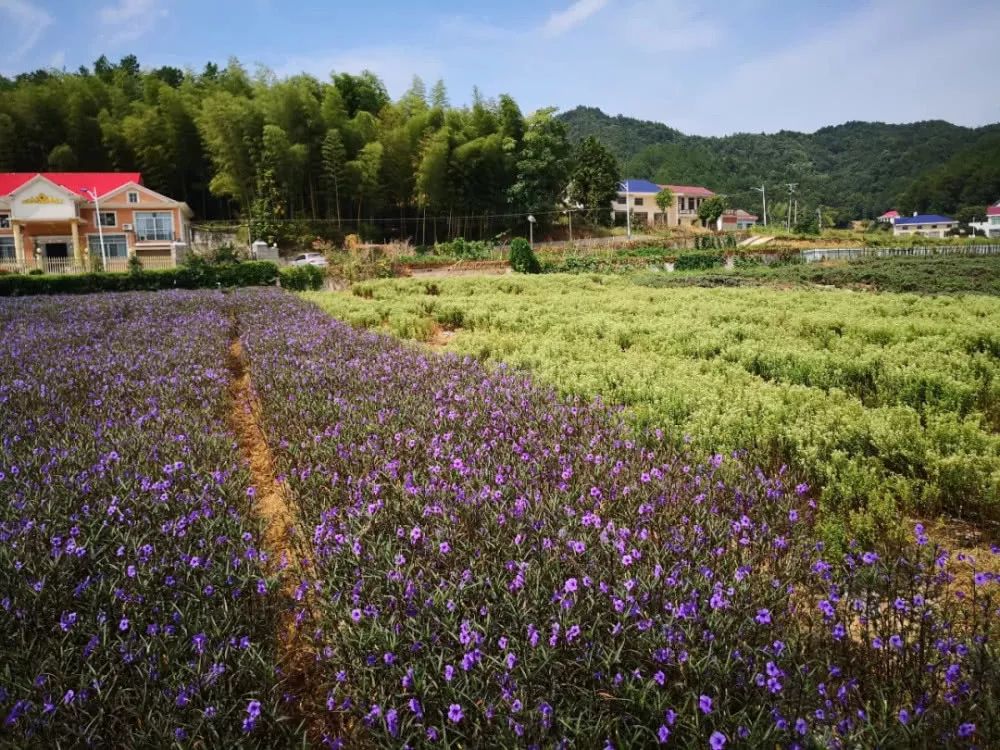 长沙河西农家乐和休闲农庄,长沙最佳生态农庄