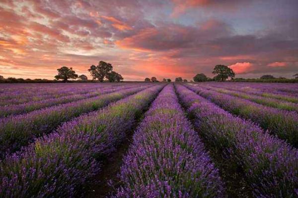 成都办理英国留学签证,英国签证如何办理流程