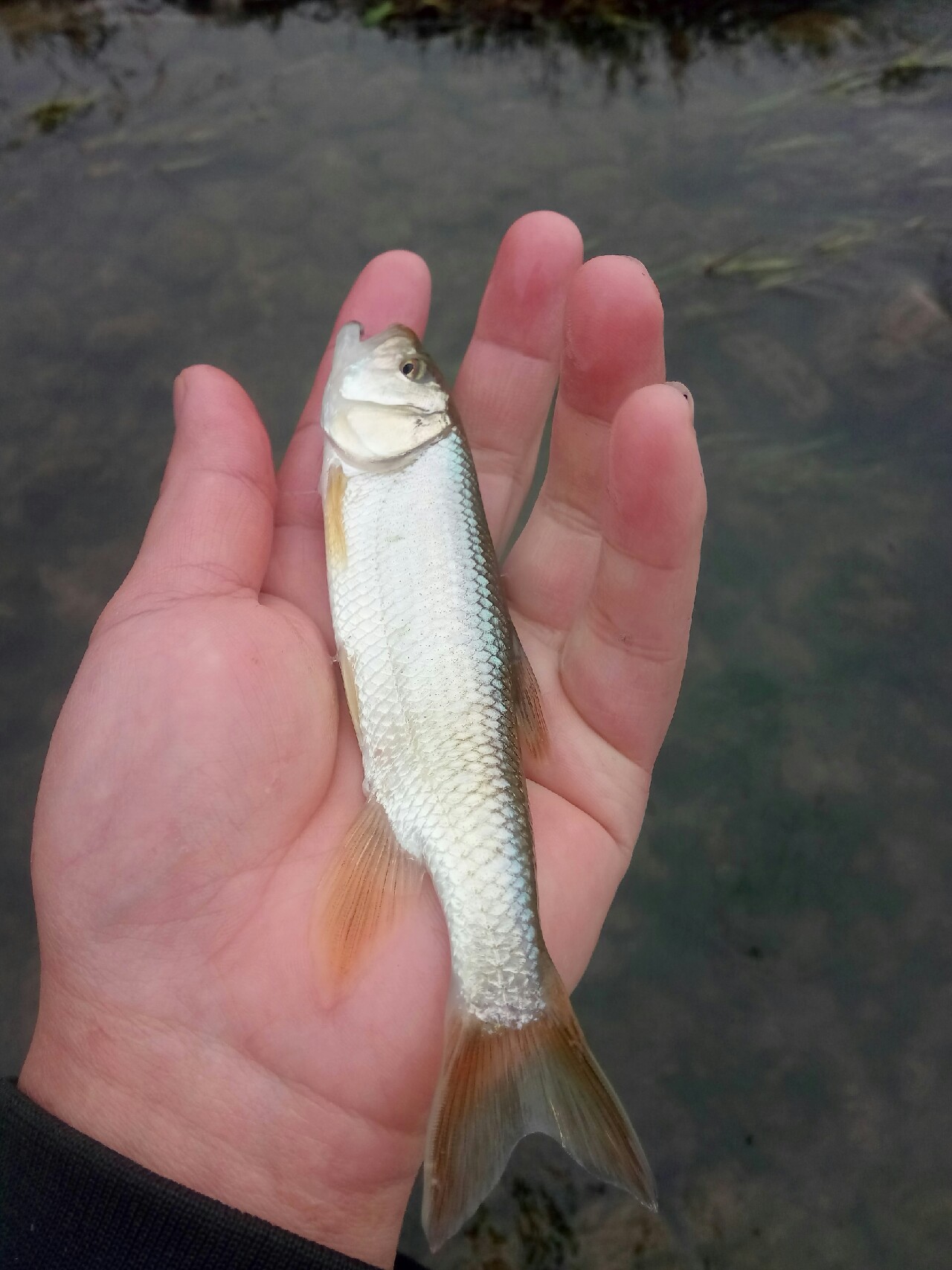 路亚飞蝇钩马口实战,路亚飞蝇钩怎么钓鲤鱼