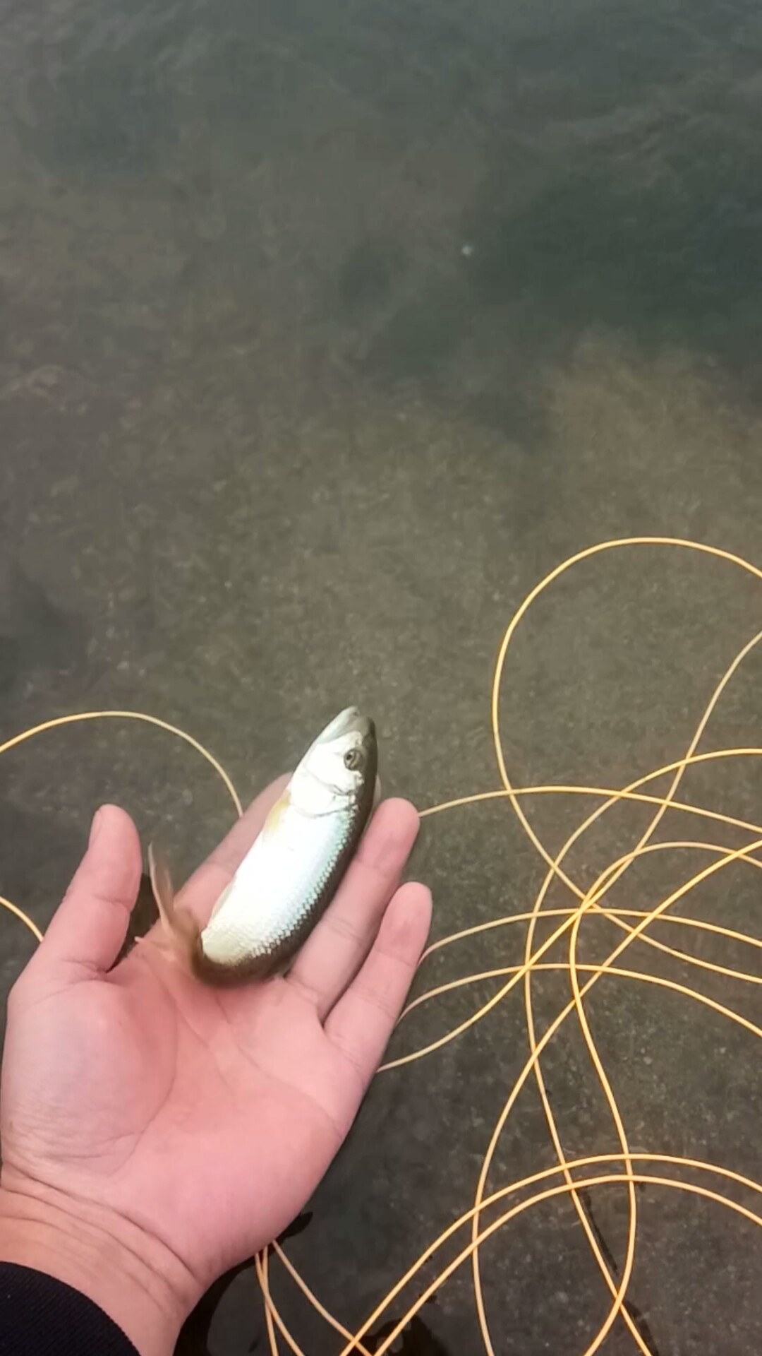 路亚飞蝇钩马口实战,路亚飞蝇钩怎么钓鲤鱼