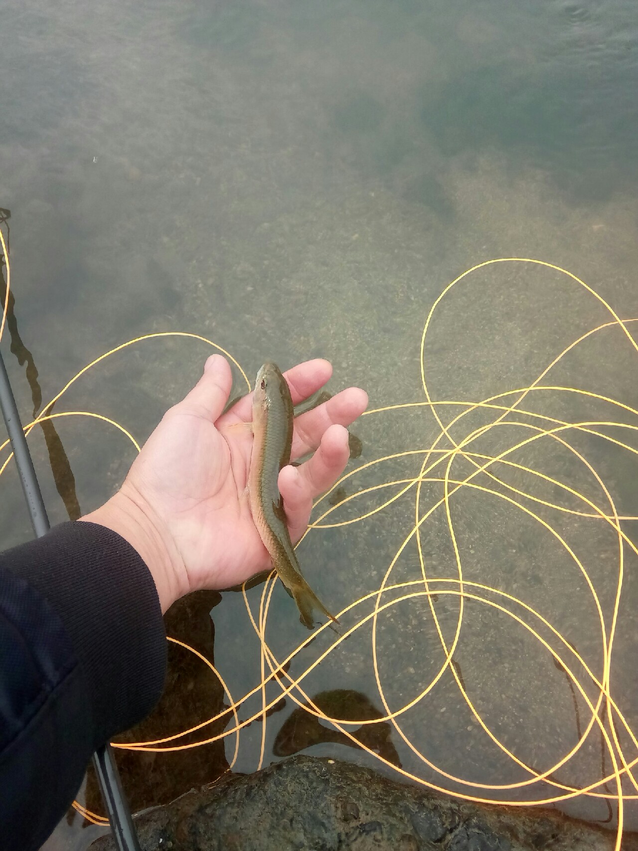 路亚飞蝇钩马口实战,路亚飞蝇钩怎么钓鲤鱼