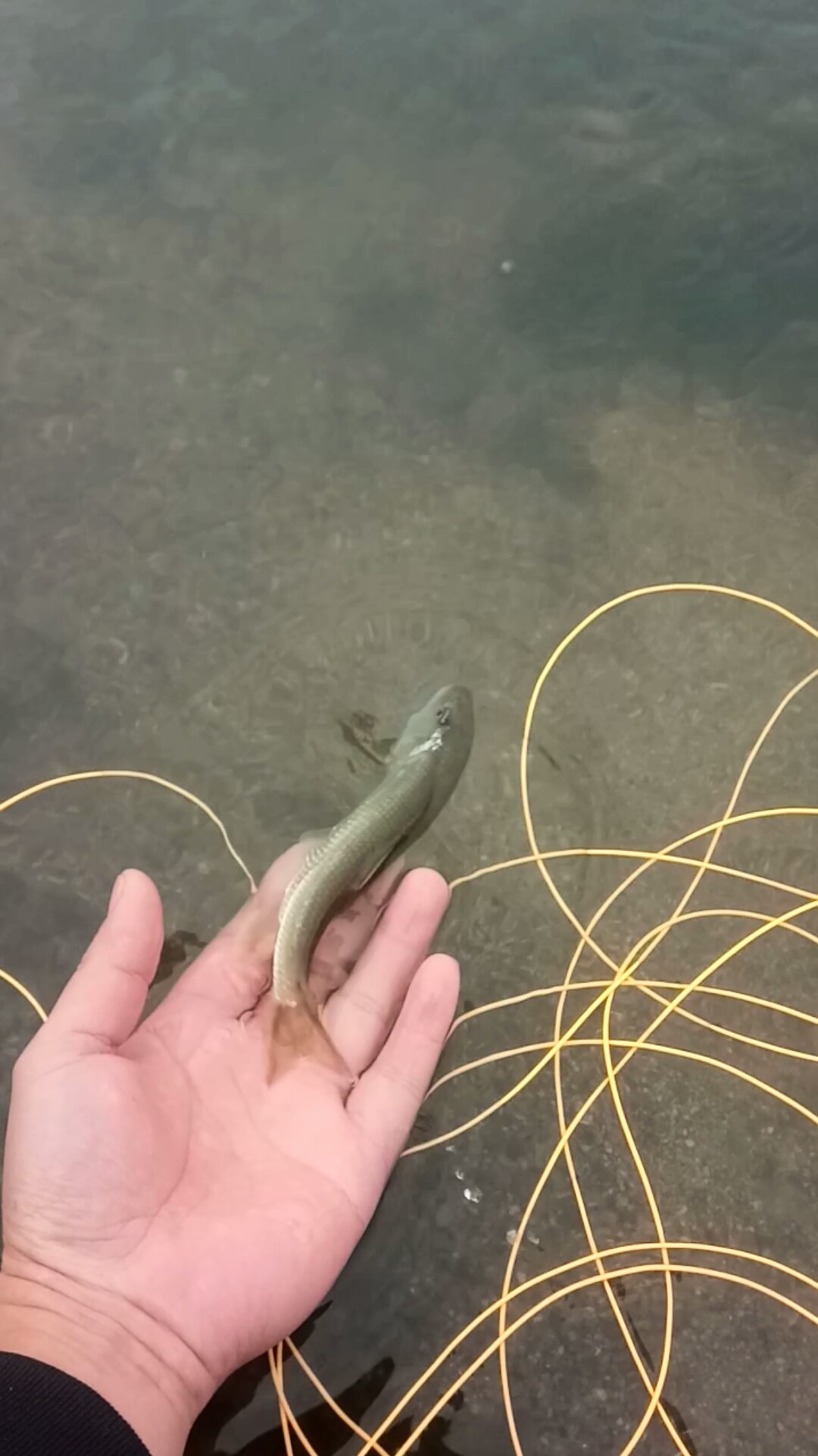 路亚飞蝇钩马口实战,路亚飞蝇钩怎么钓鲤鱼