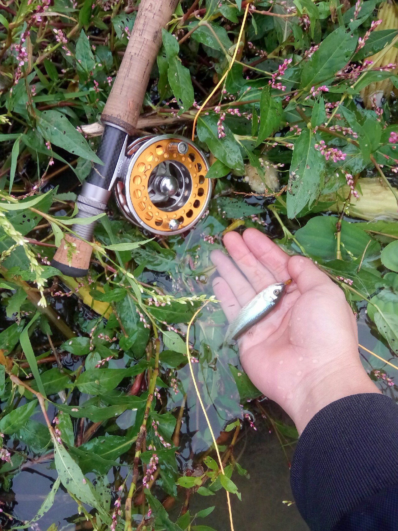 路亚飞蝇钩马口实战,路亚飞蝇钩怎么钓鲤鱼