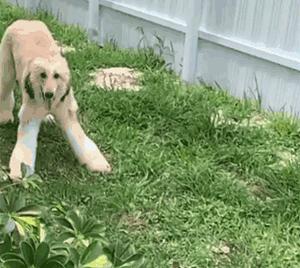 盘点狗狗智商排行榜前十,狗狗智商排行倒数20名