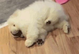 盘点狗狗智商排行榜前十,狗狗智商排行倒数20名