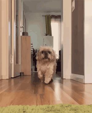 盘点狗狗智商排行榜前十,狗狗智商排行倒数20名