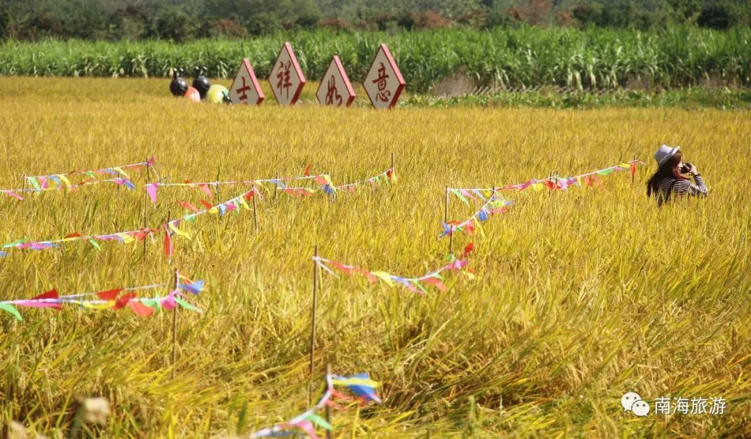 满城尽带黄金甲！在佛山，就能感受秋日童话的浪漫