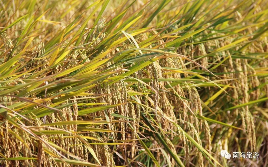 满城尽带黄金甲！在佛山，就能感受秋日童话的浪漫