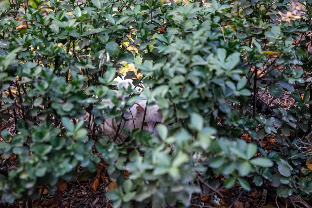 rf24-70f28闀滃ご璇勬祴,rf24-70f2.8闀滃ご閫備笉閫傚悎鏂版墜