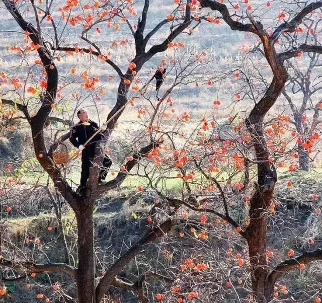 洛阳19家4a级景区免门票,洛阳凭机票所有旅游景点免门票