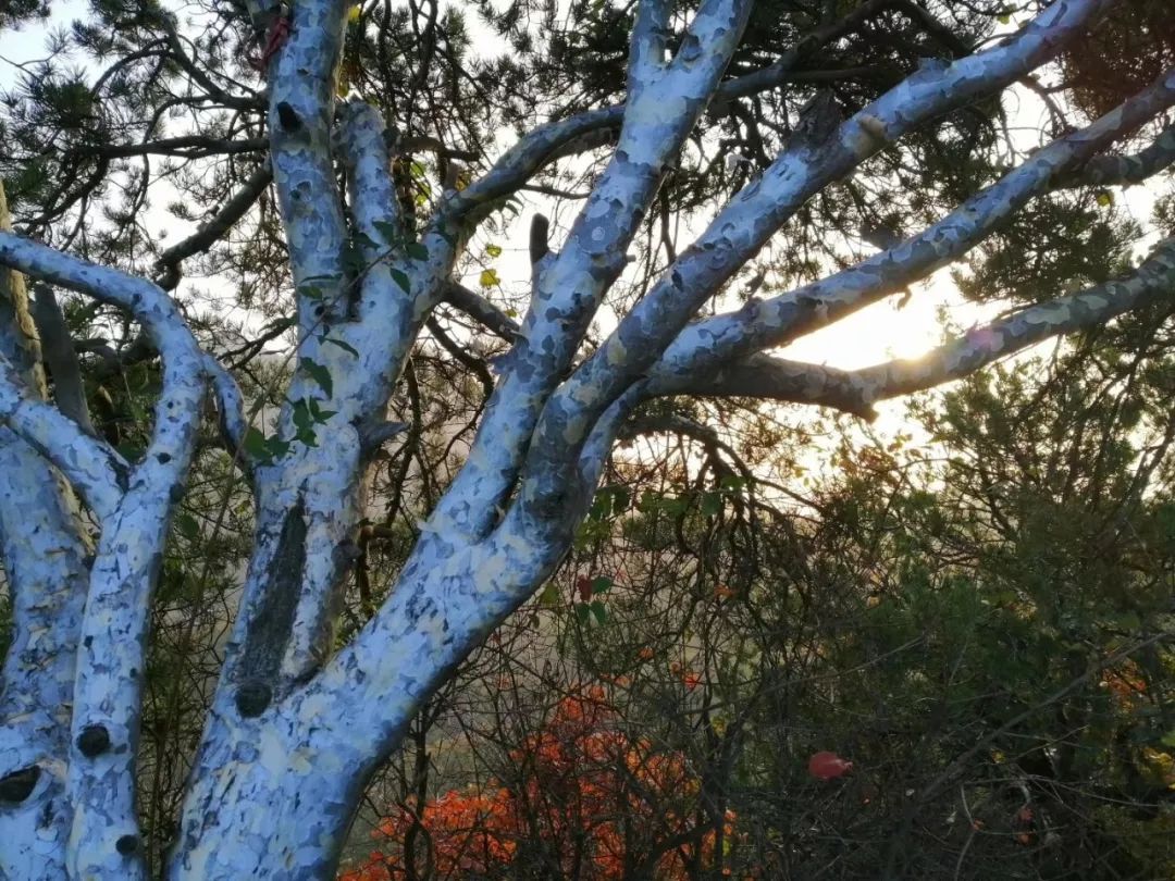 洛阳19家4a级景区免门票,洛阳凭机票所有旅游景点免门票