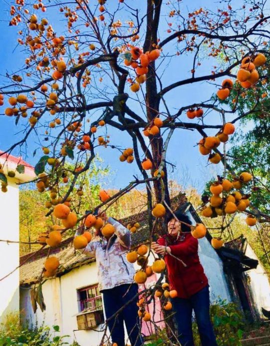 洛阳19家4a级景区免门票,洛阳凭机票所有旅游景点免门票