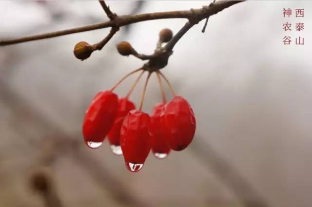 洛阳19家4a级景区免门票,洛阳凭机票所有旅游景点免门票