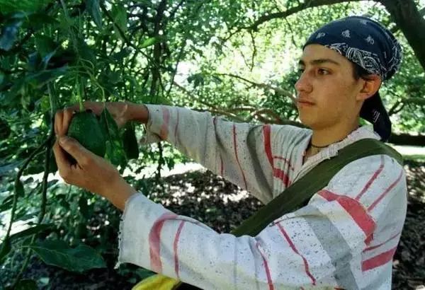 牛油果减肥好处有哪些呢,牛油果减肥真的有效吗