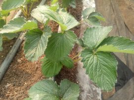 移栽草莓后的管理方法,草莓地膜覆膜后怎样管理