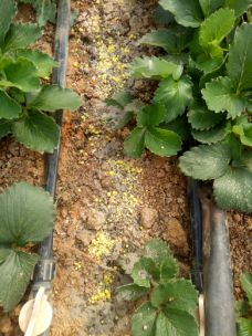 移栽草莓后的管理方法,草莓地膜覆膜后怎样管理