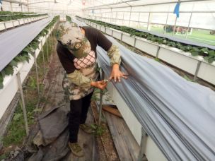 移栽草莓后的管理方法,草莓地膜覆膜后怎样管理