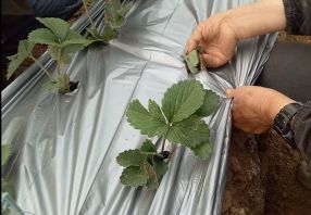 移栽草莓后的管理方法,草莓地膜覆膜后怎样管理