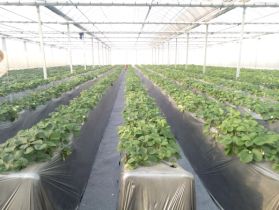 移栽草莓后的管理方法,草莓地膜覆膜后怎样管理