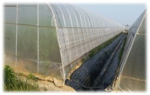 移栽草莓后的管理方法,草莓地膜覆膜后怎样管理