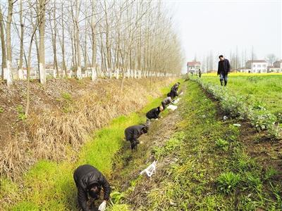 江陵血吸虫病传播,江陵县血吸虫