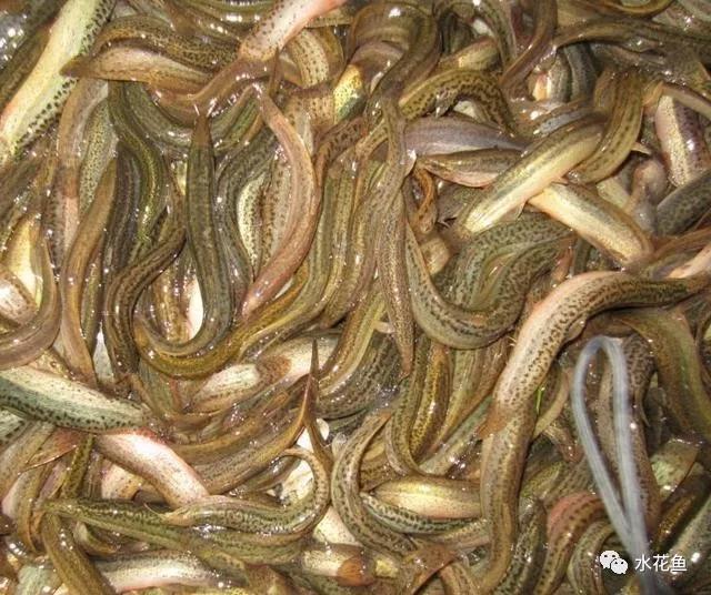 泥鳅养殖风险分析,泥鳅养殖技术是骗局