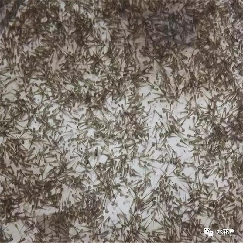 泥鳅养殖风险分析,泥鳅养殖技术是骗局