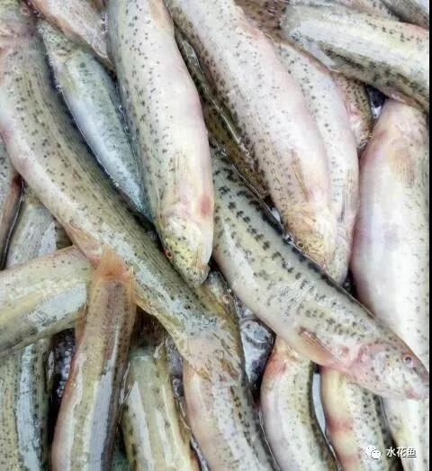 泥鳅养殖风险分析,泥鳅养殖技术是骗局