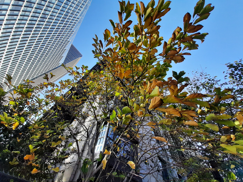 三星galaxya50s小白评测,三星galaxya50玩游戏测评