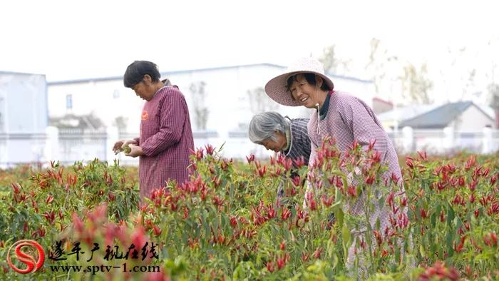 来村网创始人李敏：用心打造电商平台，不忘初心助力脱贫