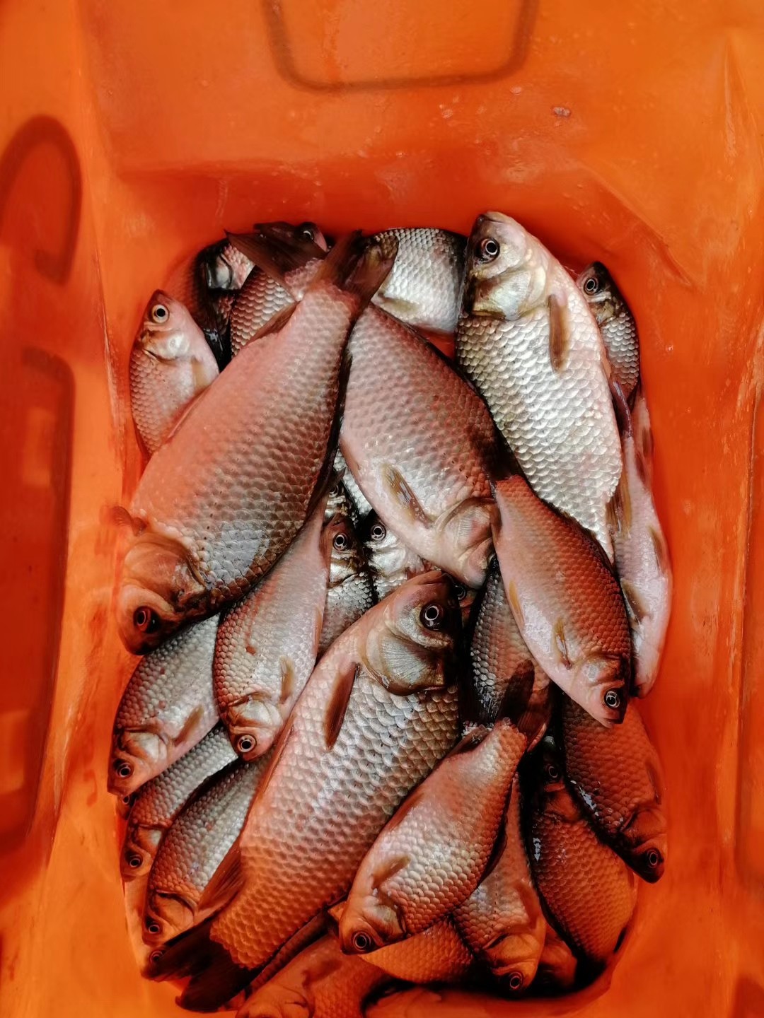 红虫有毒吗？用红虫挂饵应该注意什么？