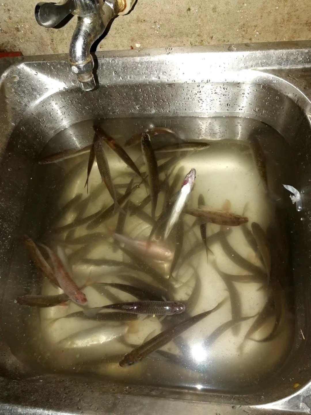 红虫有毒吗？用红虫挂饵应该注意什么？