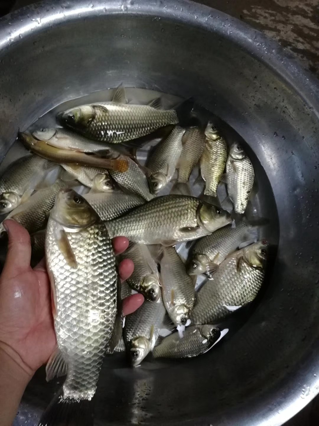 红虫有毒吗？用红虫挂饵应该注意什么？