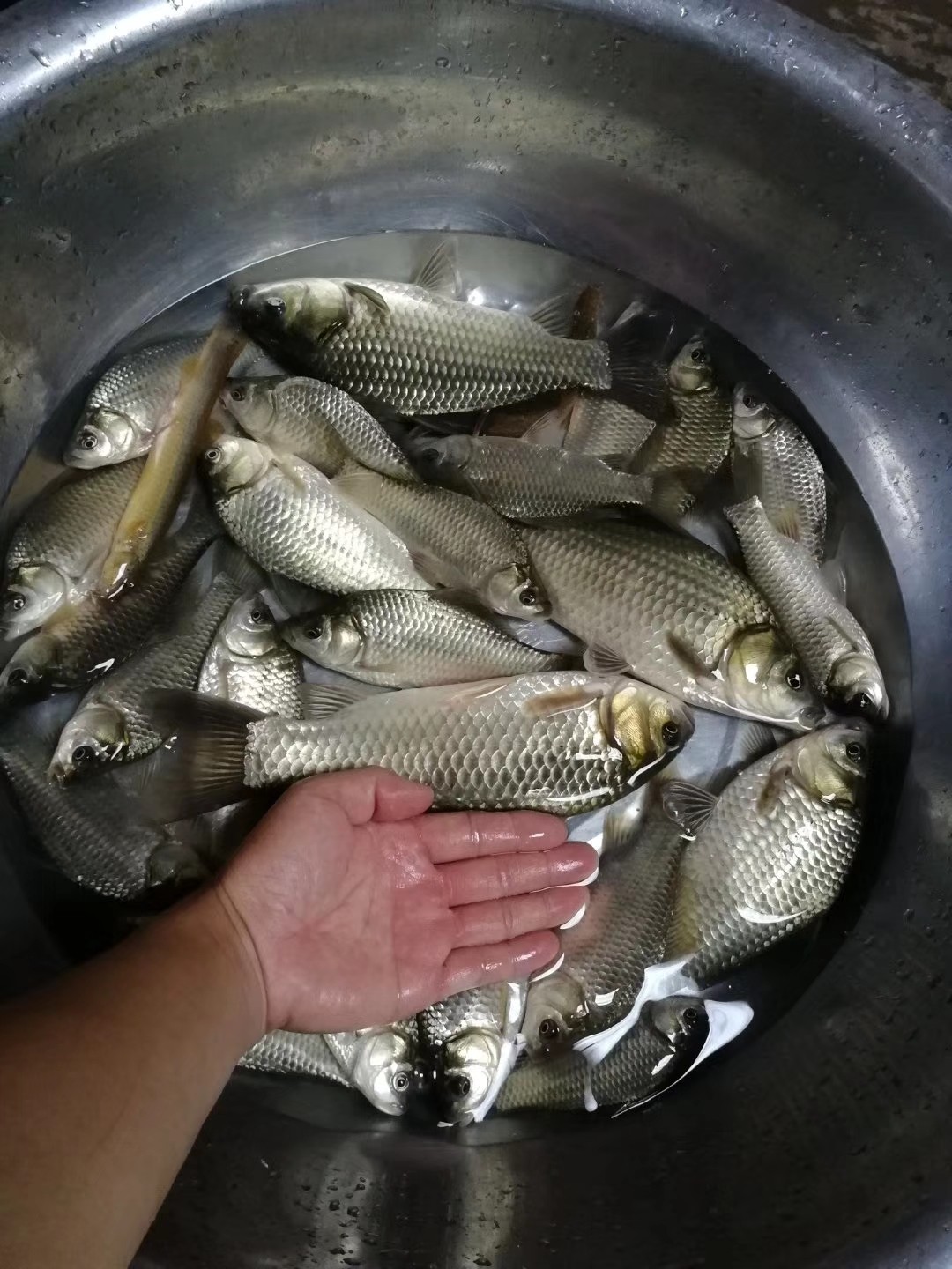 红虫有毒吗？用红虫挂饵应该注意什么？