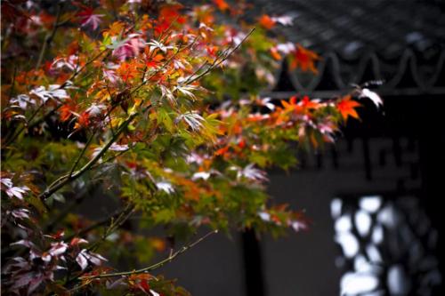 上海景点免费打卡圣地,上海网红打卡地点景点免费