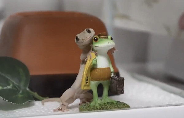 出门注意安全!守宫上演十八相送